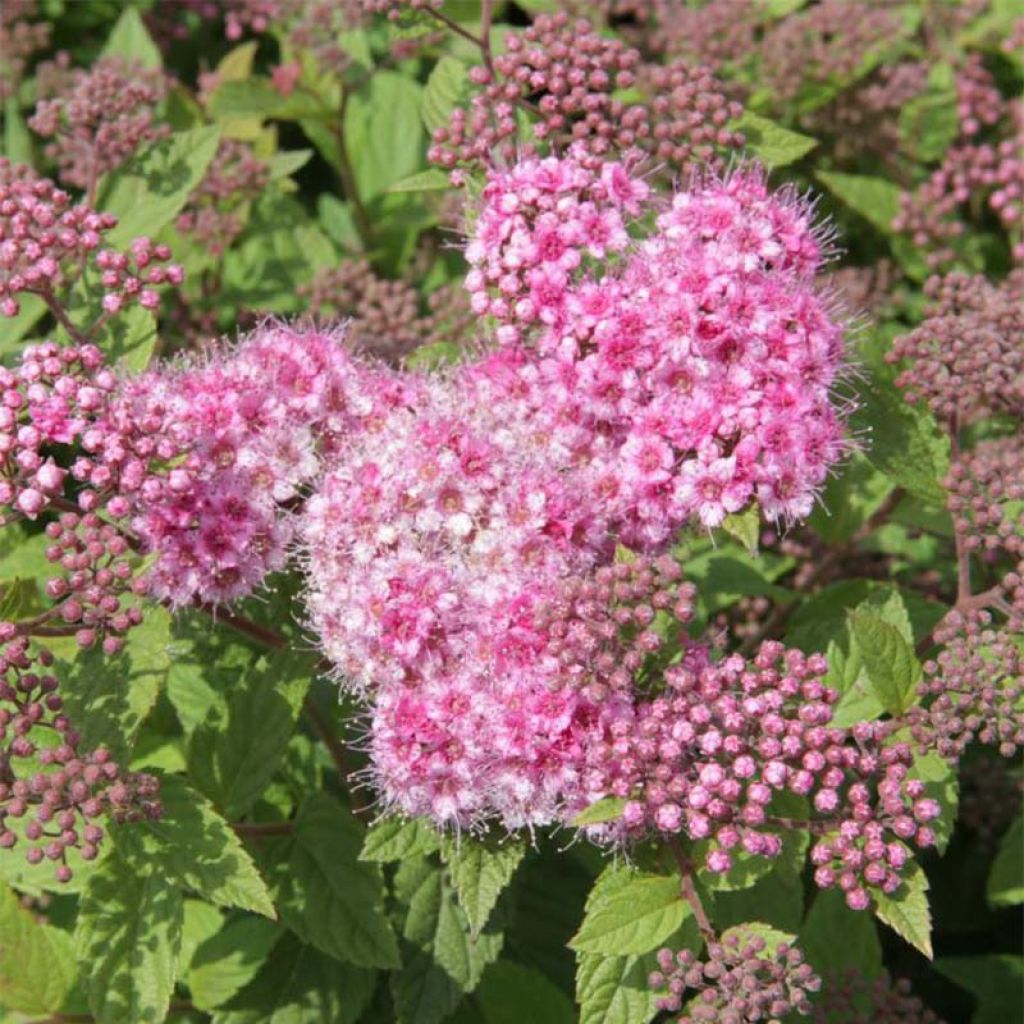 Espirea japonica Little Princess - Espirea del Japón