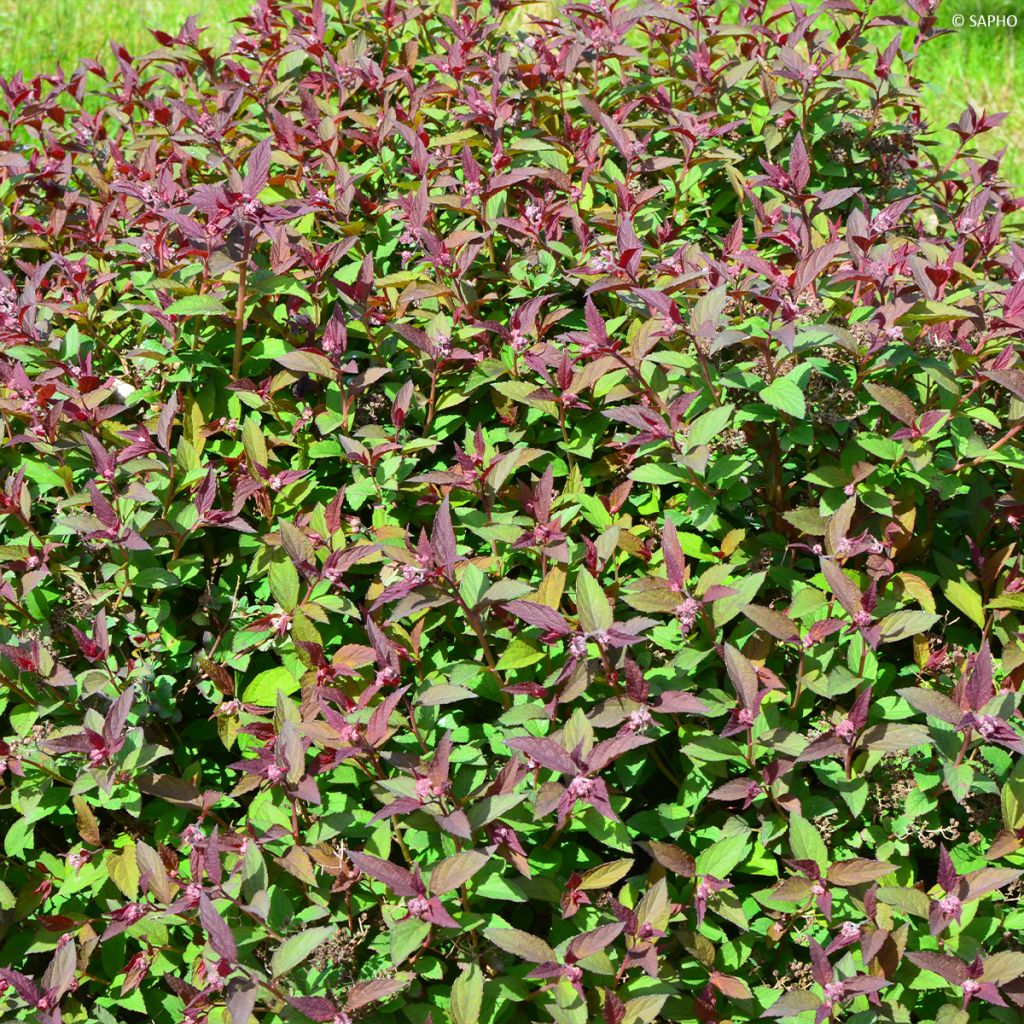 Spirée japonaise Merlo Green - Spiraea japonica