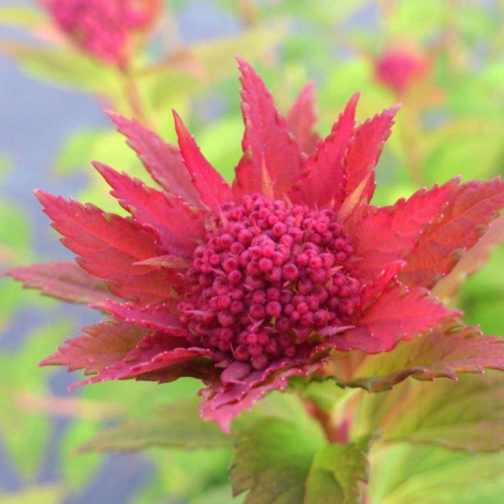 Spirée japonaise Sparkling Champagne - Spiraea japonica 