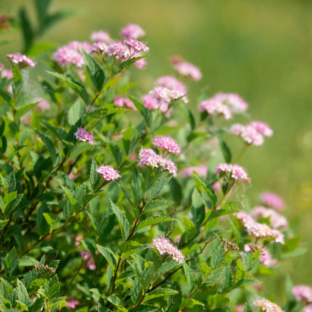 Spirée japonaise - Spiraea japonica Froebelii