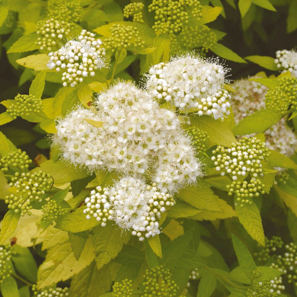 Espirea japonica White Gold - Espirea del Japón