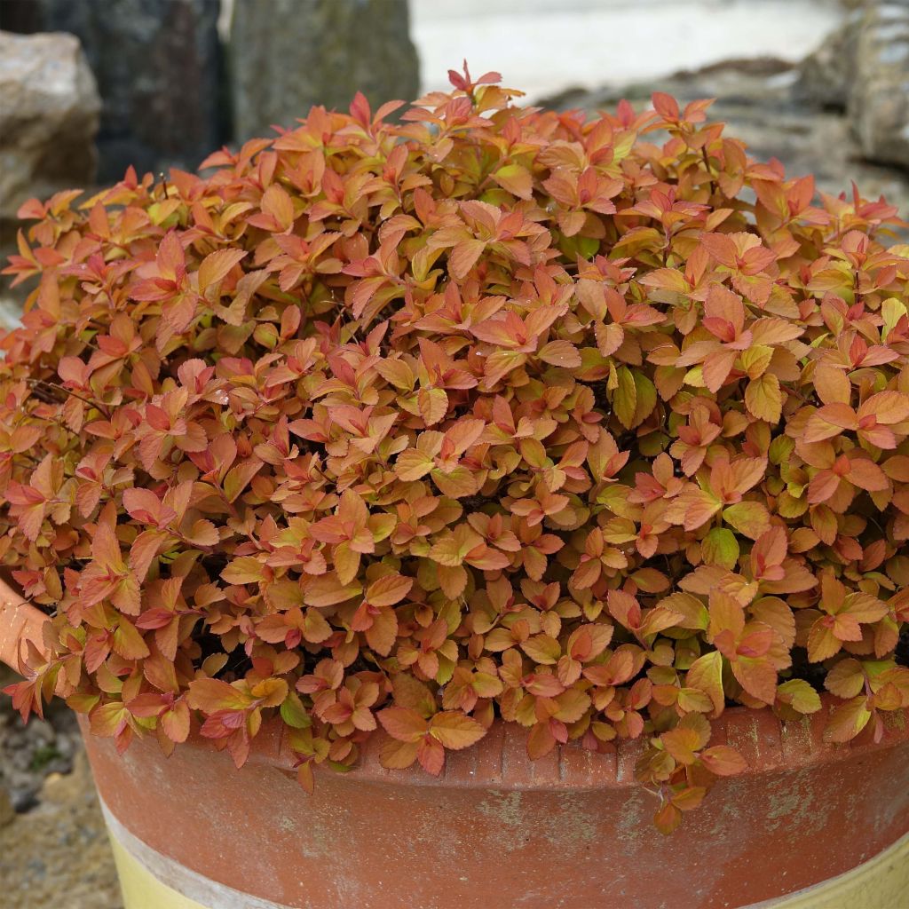 Spirée japonaise Zen'Spirit Caramel - Spiraea japonica