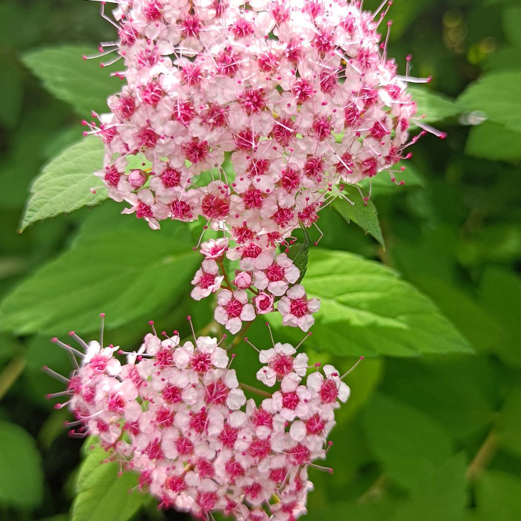 Spirée japonaise Sparkling Champagne - Spiraea japonica 