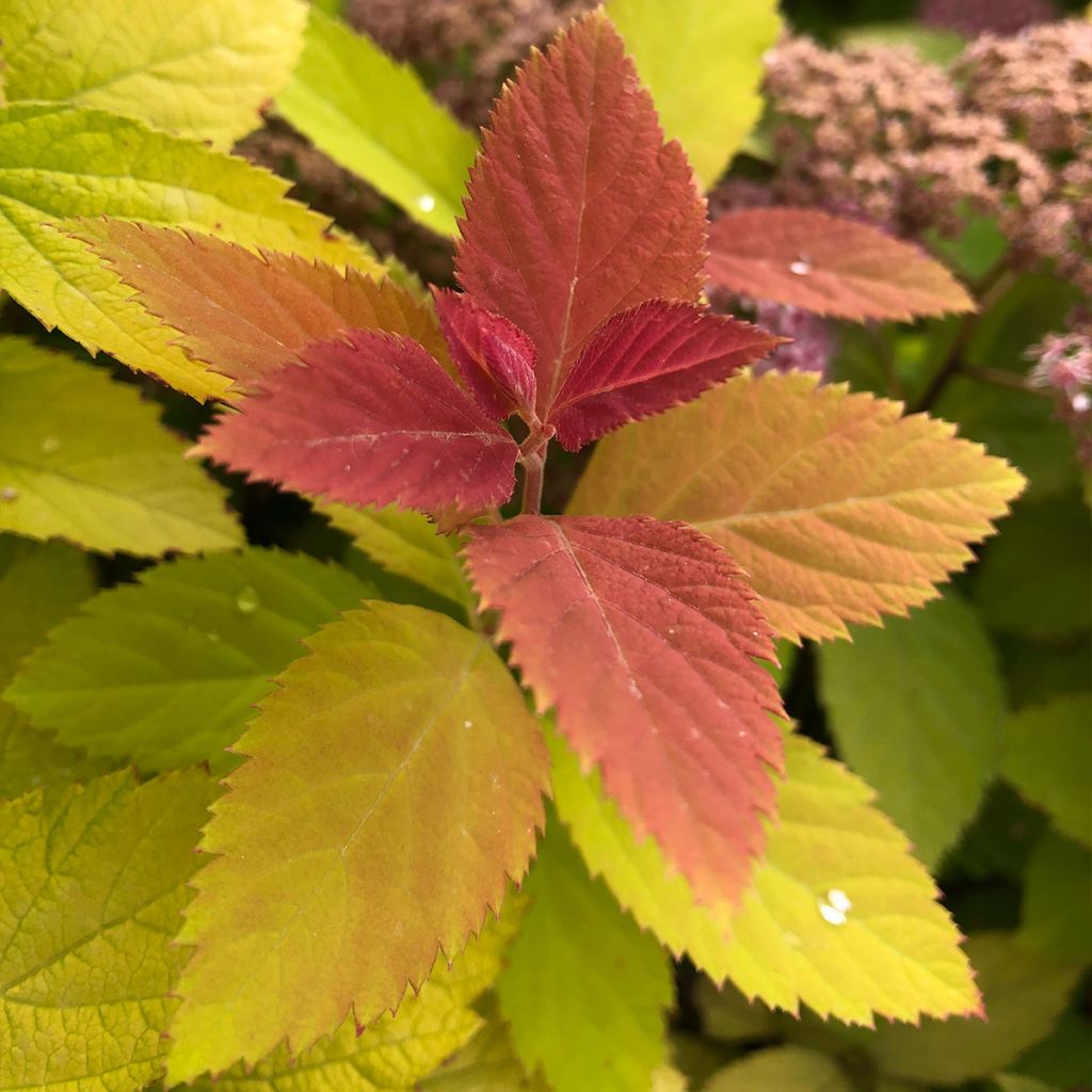 Spirée japonaise - Spiraea japonica Double Play Big Bang