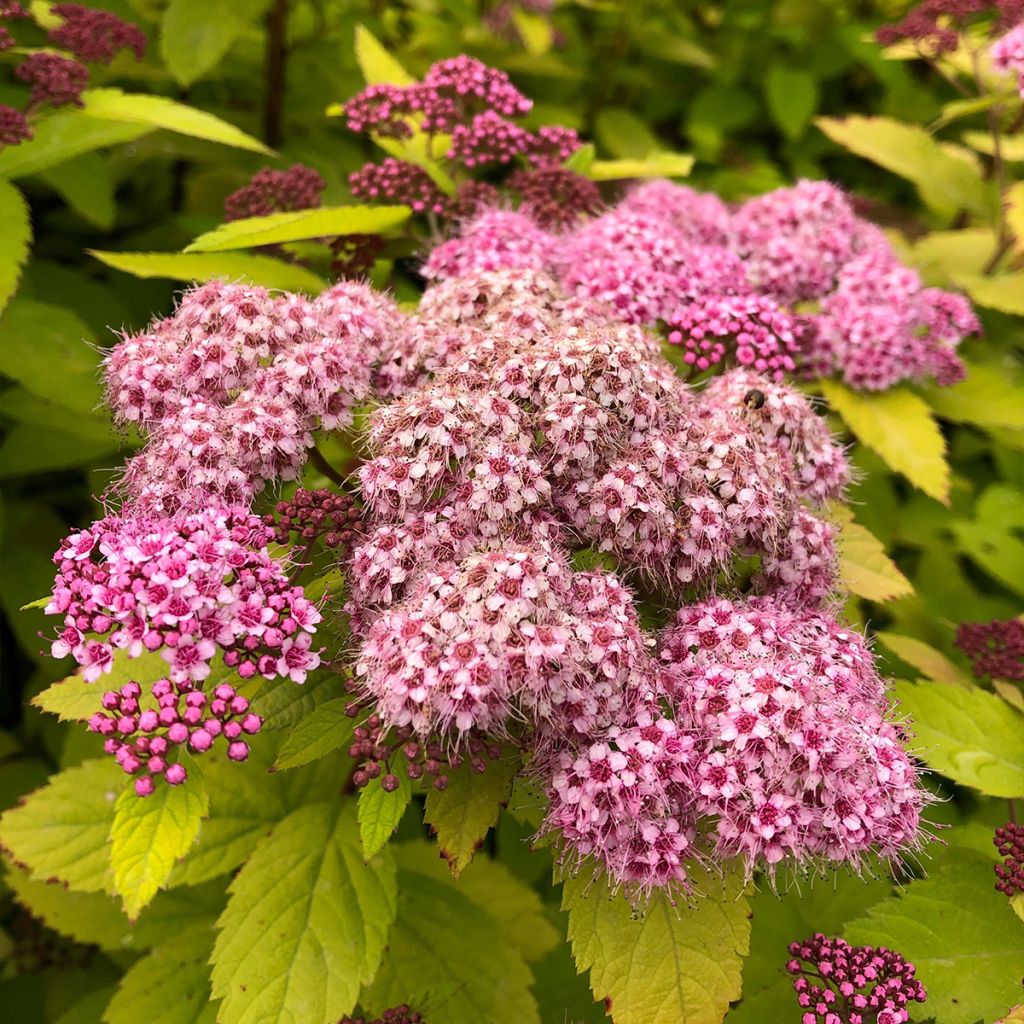 Spirée japonaise - Spiraea japonica Double Play Big Bang