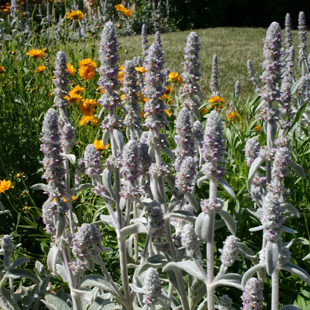 Stachys byzantina - Oreilles d'ours