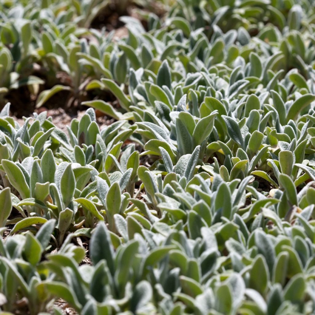 Stachys byzantina Silver Carpet - Oreille d'ours