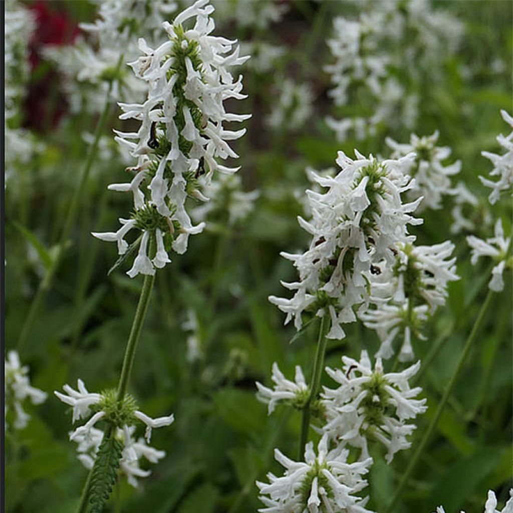 Stachys officinalis Alba - Betónica