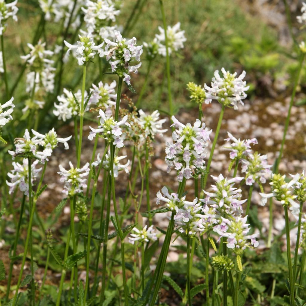 Stachys officinalis Alba - Betónica