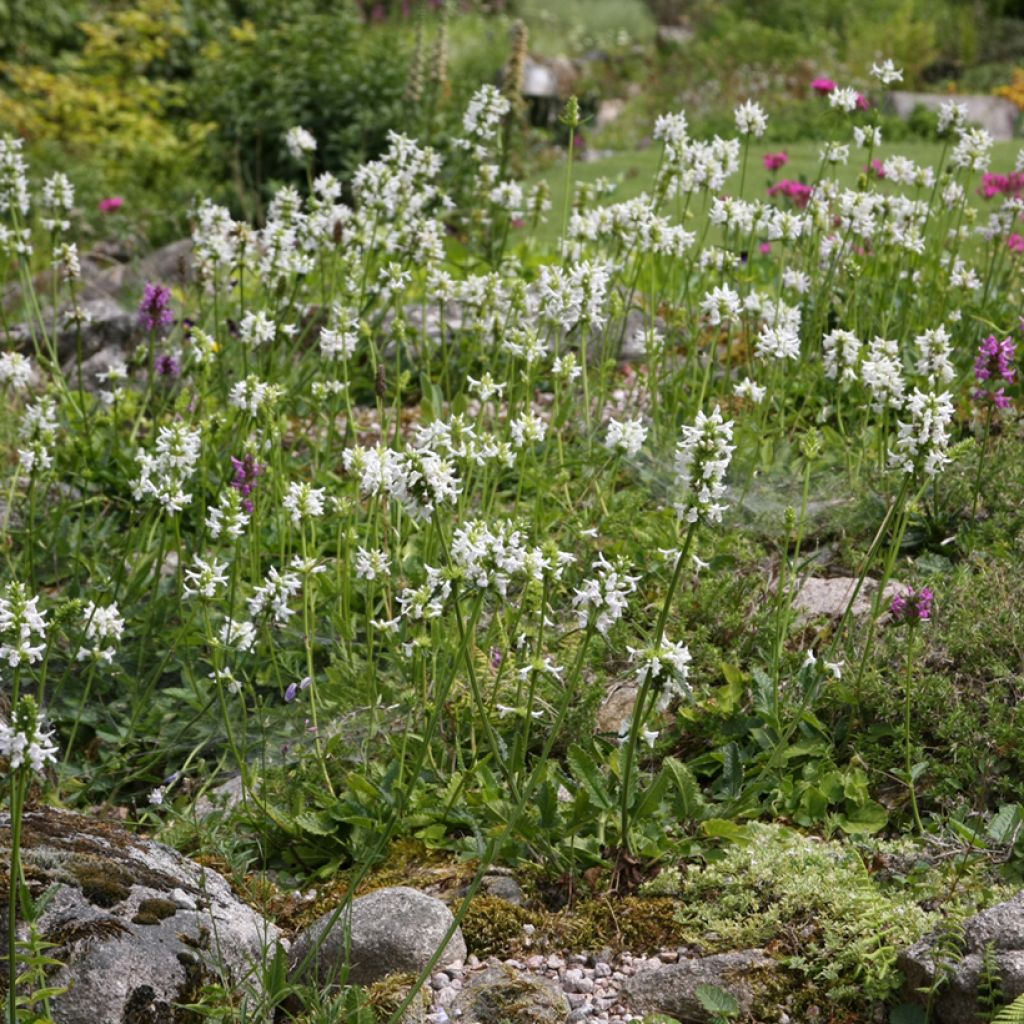 Stachys officinalis Alba - Betónica