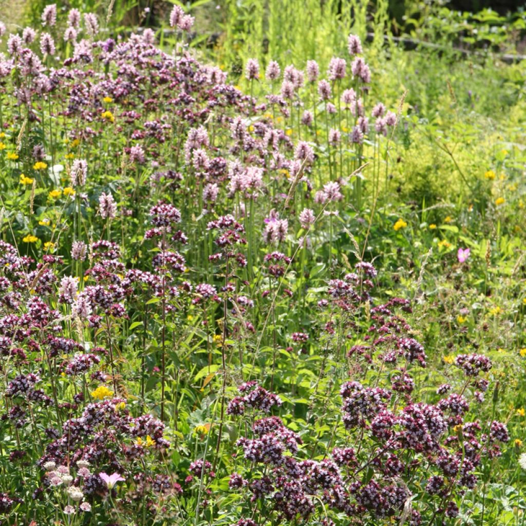 Stachys officinalis Pink Cotton Candy - Betónica