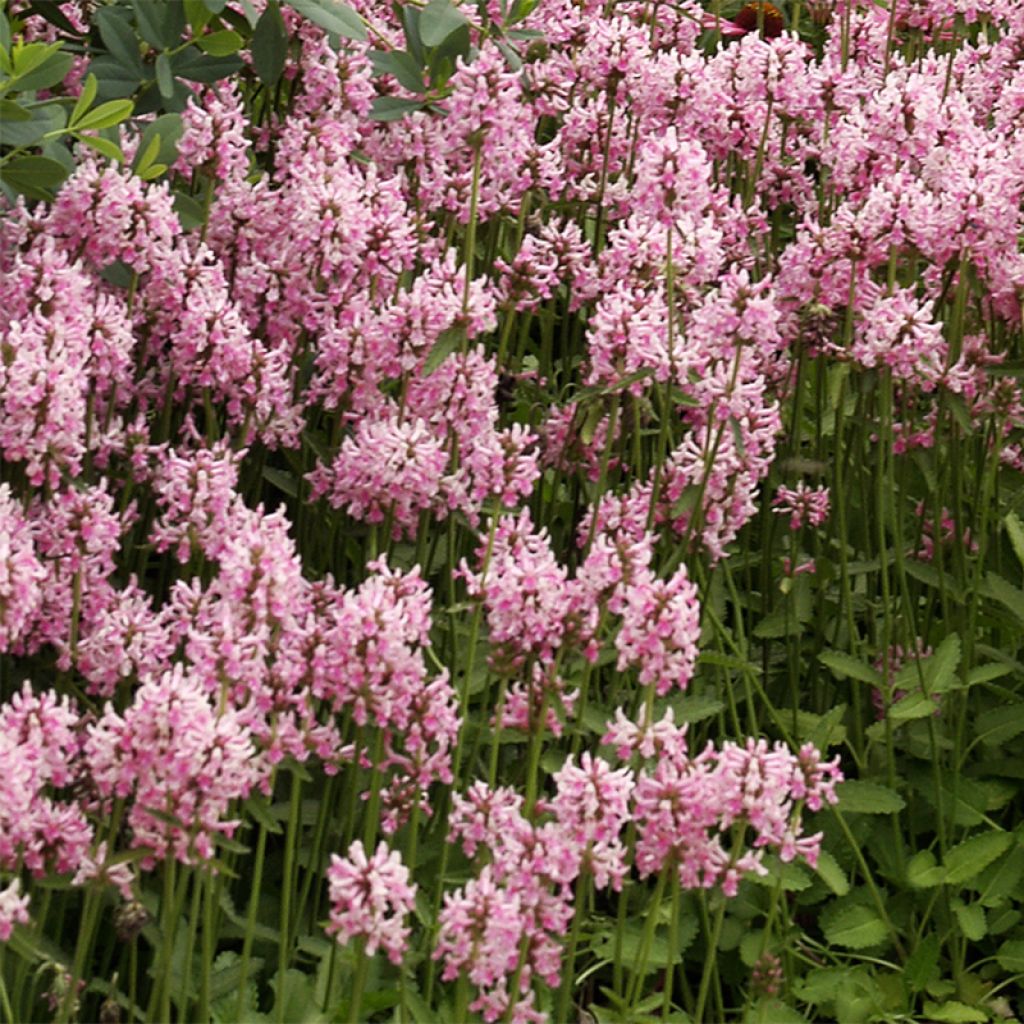 Stachys officinalis Pink Cotton Candy - Betónica