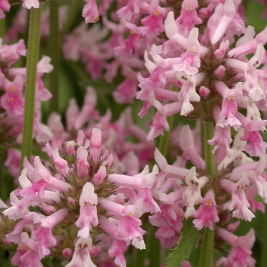 Stachys officinalis Pink Cotton Candy - Betónica