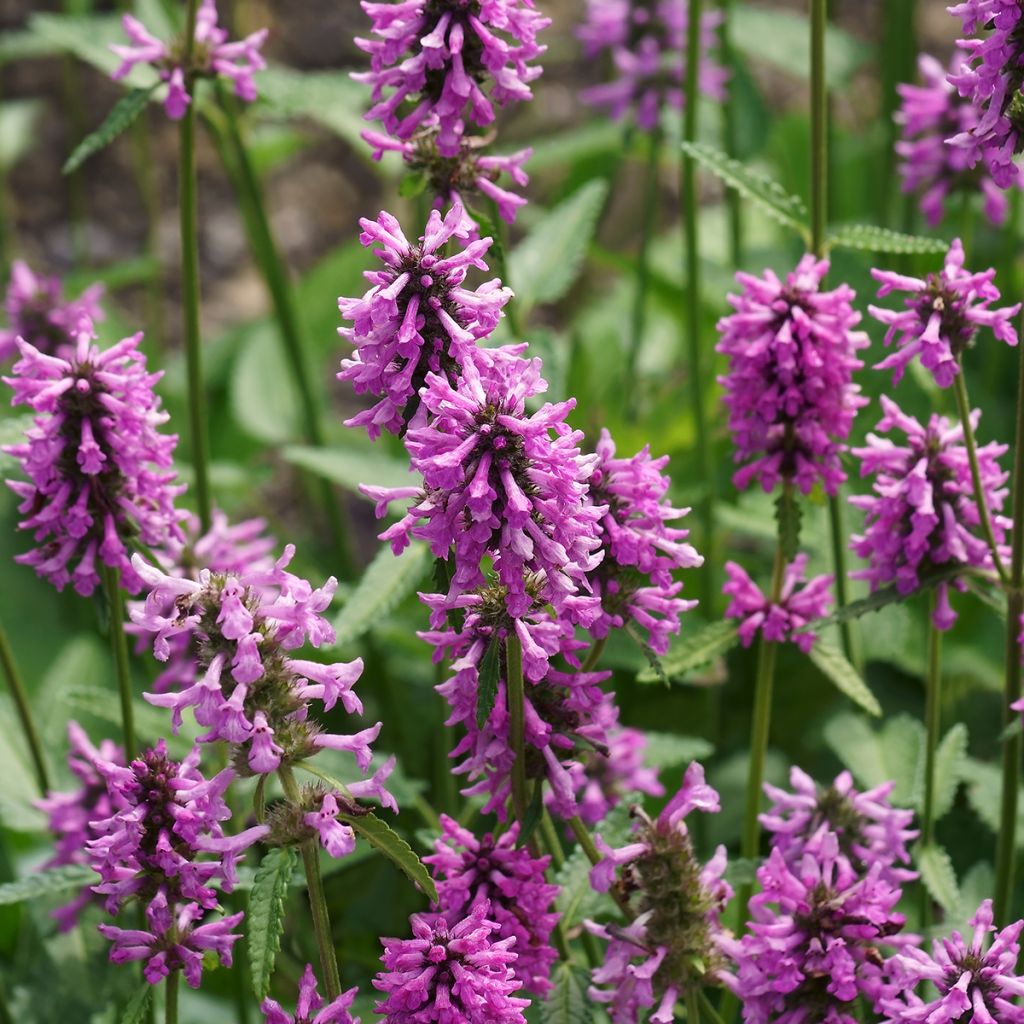 Stachys officinalis - Betónica