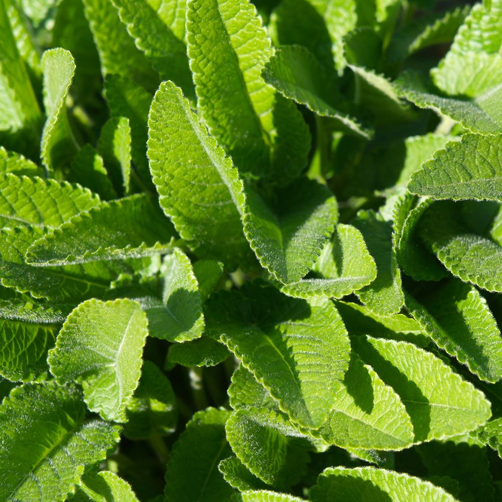 Stachys officinalis - Betónica