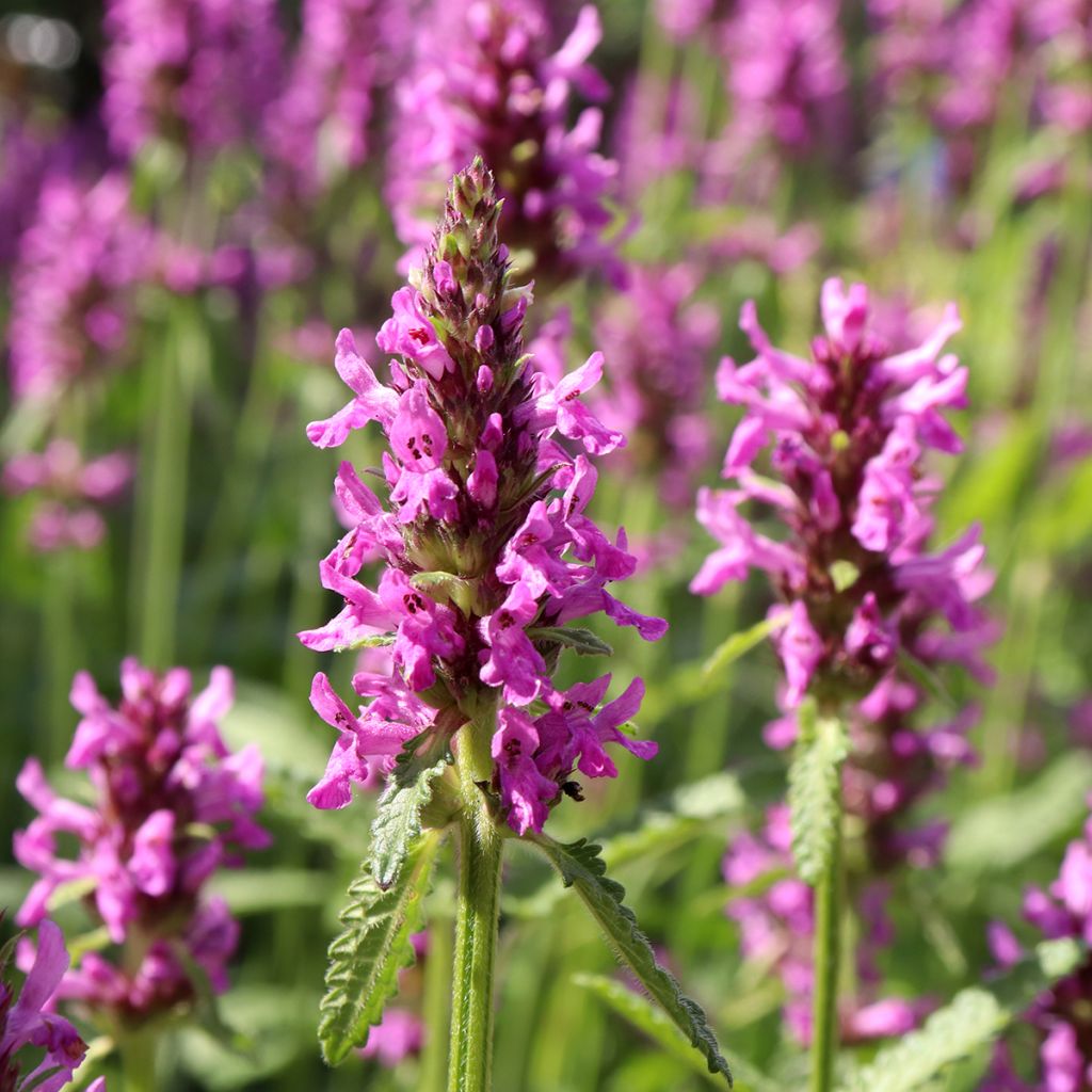 Stachys officinalis - Betónica