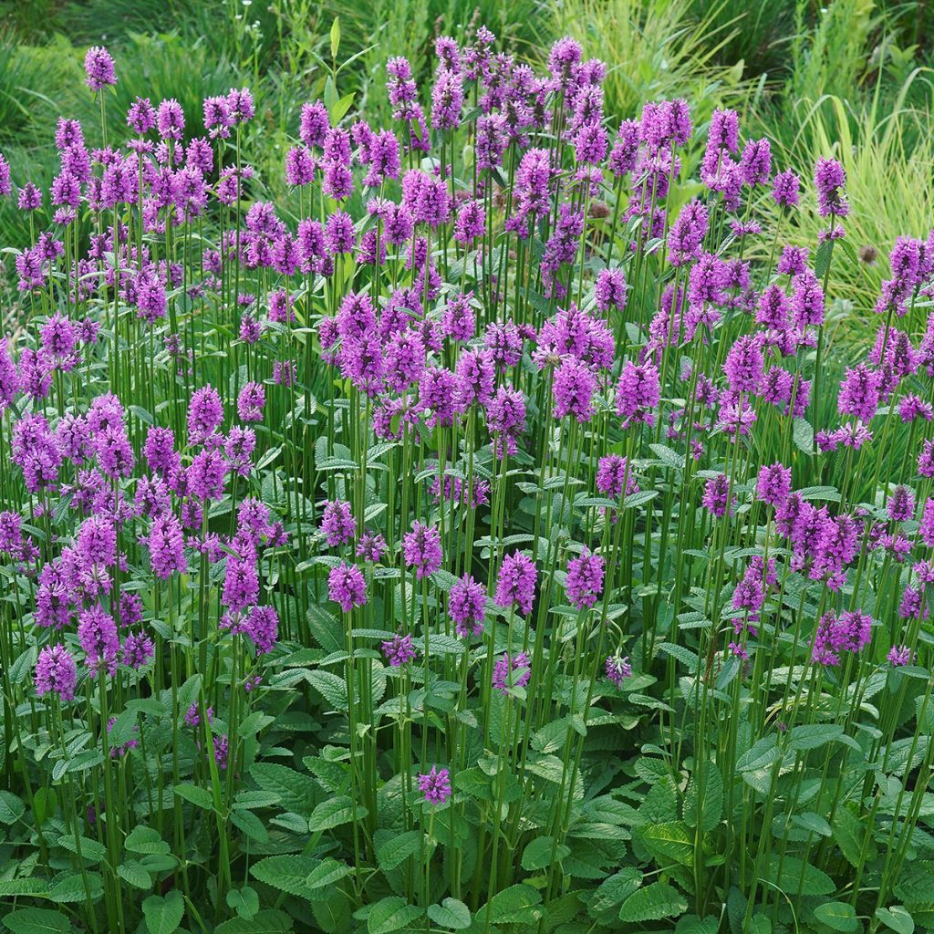 Stachys officinalis - Betónica