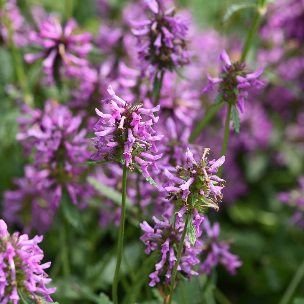 Stachys officinalis - Betónica