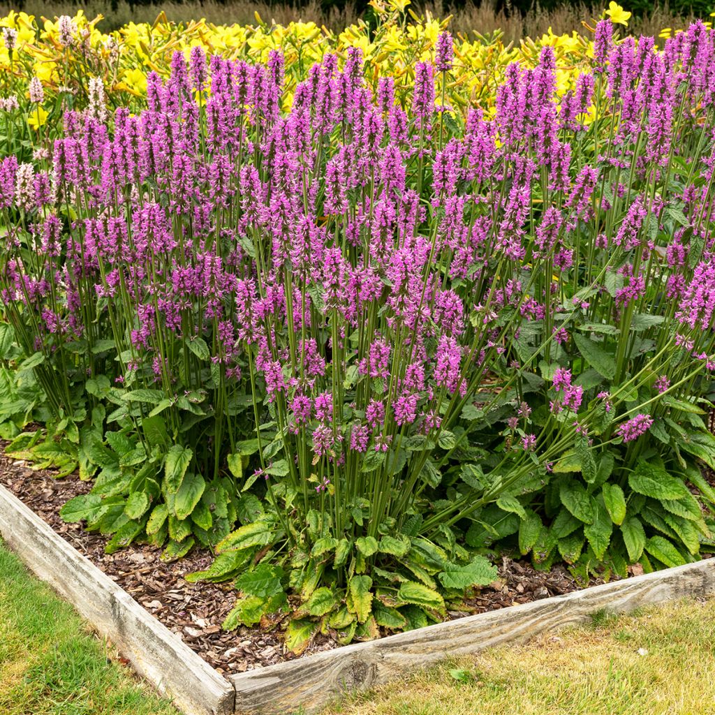 Stachys officinalis - Betónica