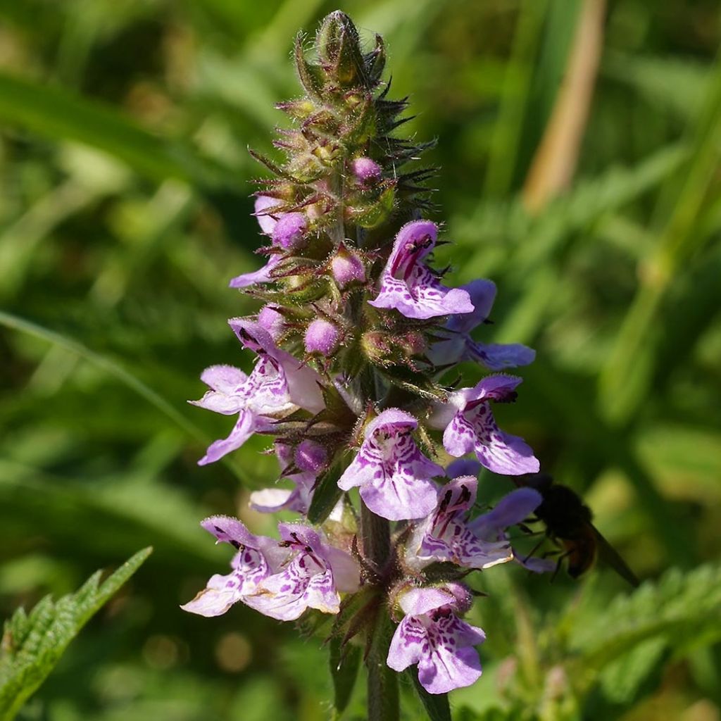 Stachys palustris