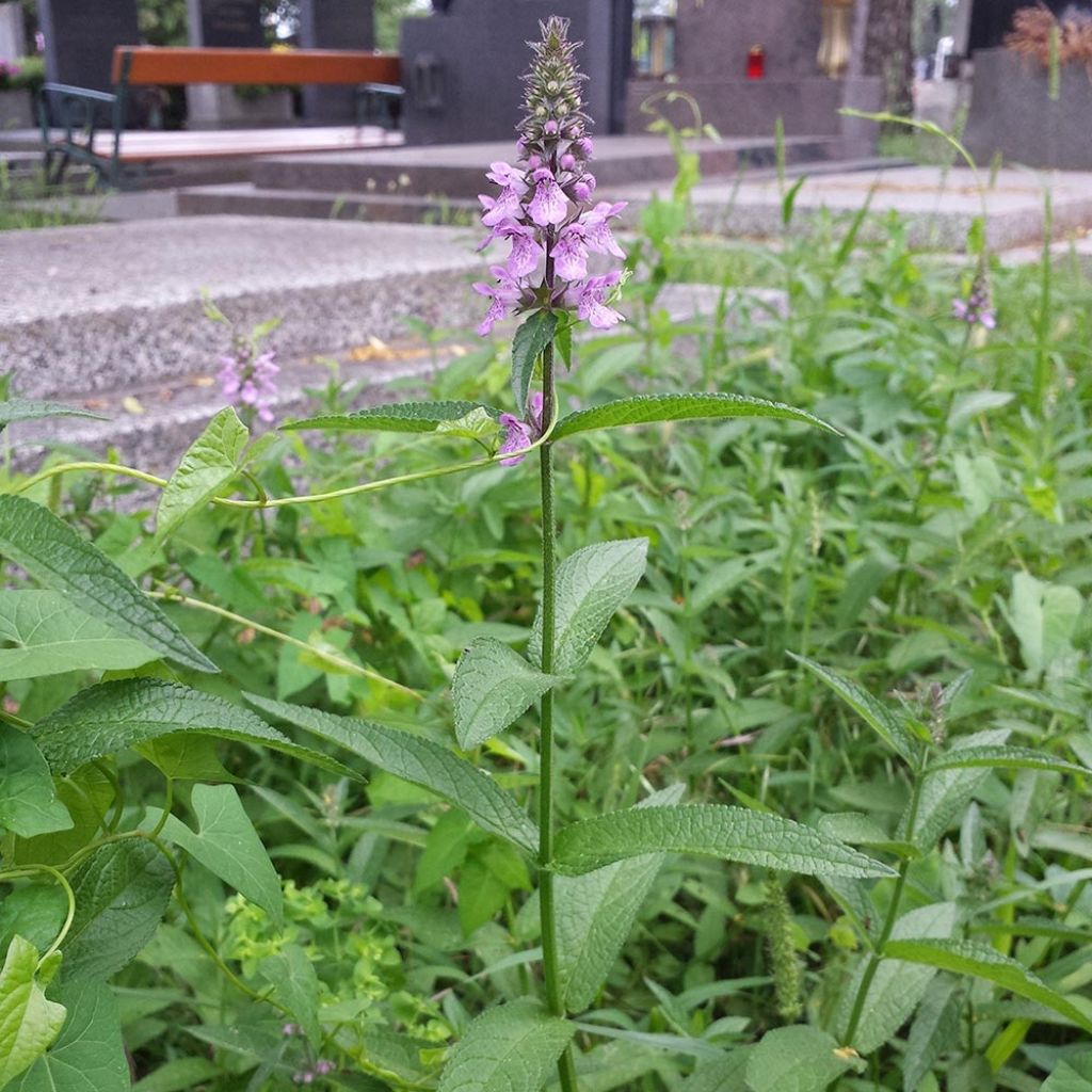 Stachys palustris