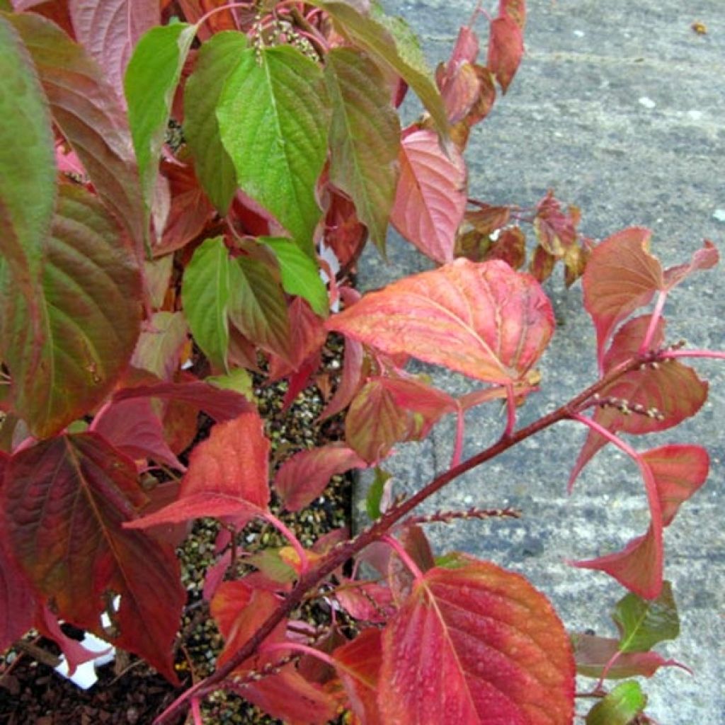 Stachyurus praecox