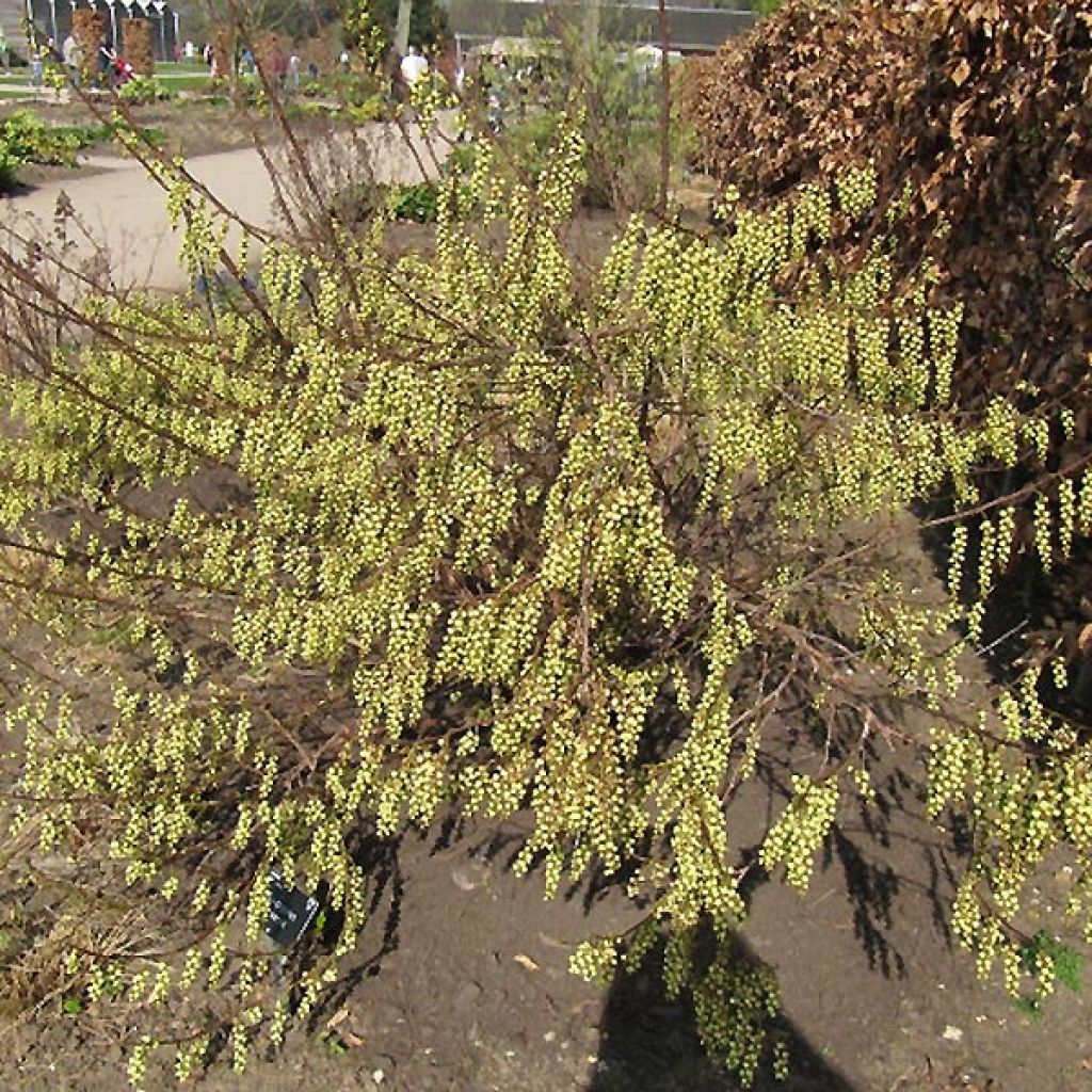 Stachyurus praecox