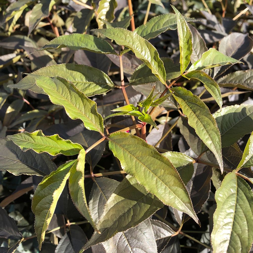 Staphylea colchica Black Beauty