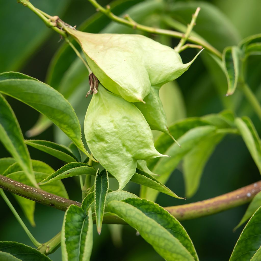 Staphylea colchica Black Jack - Faux pistachier