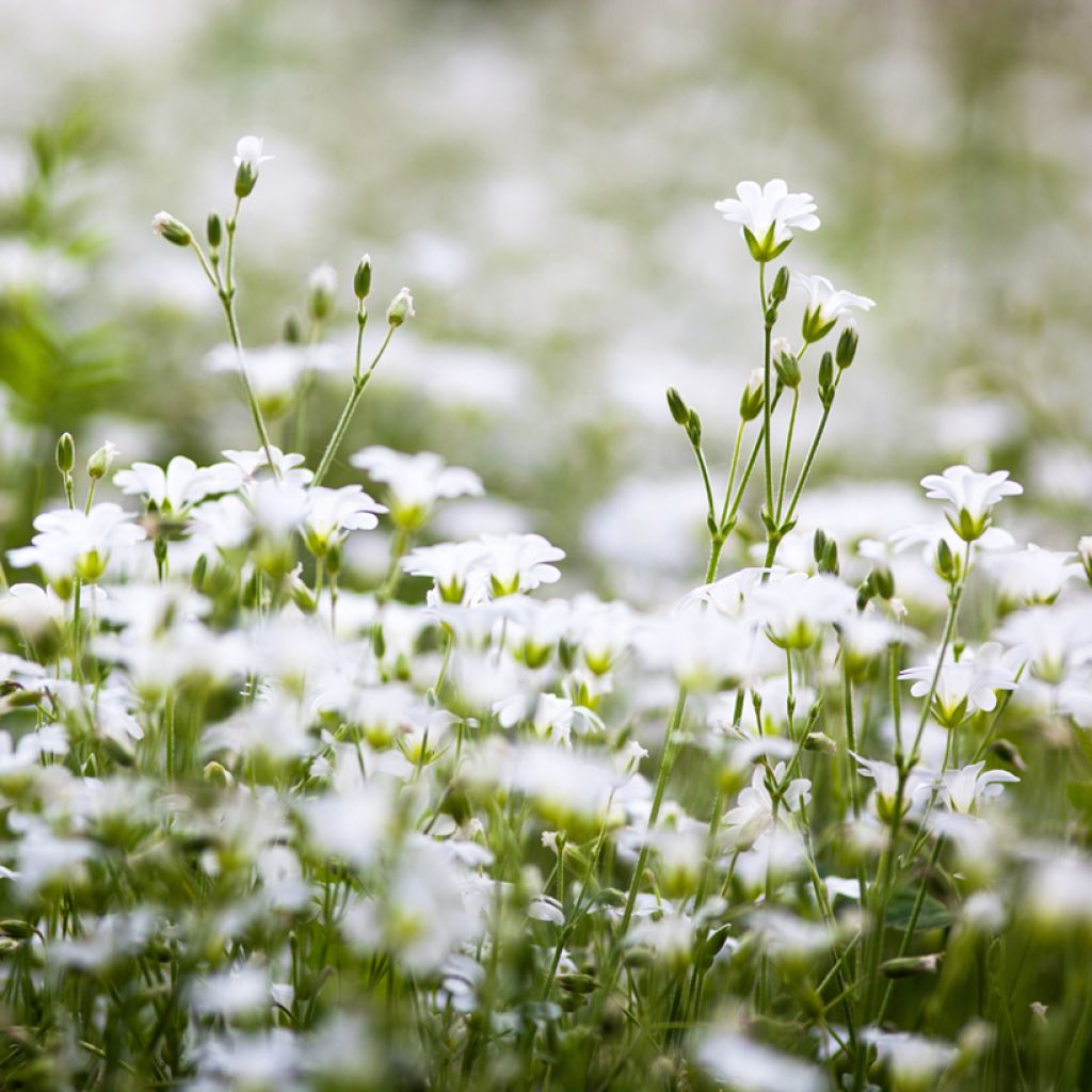 Stellaria holostea - Estrellada