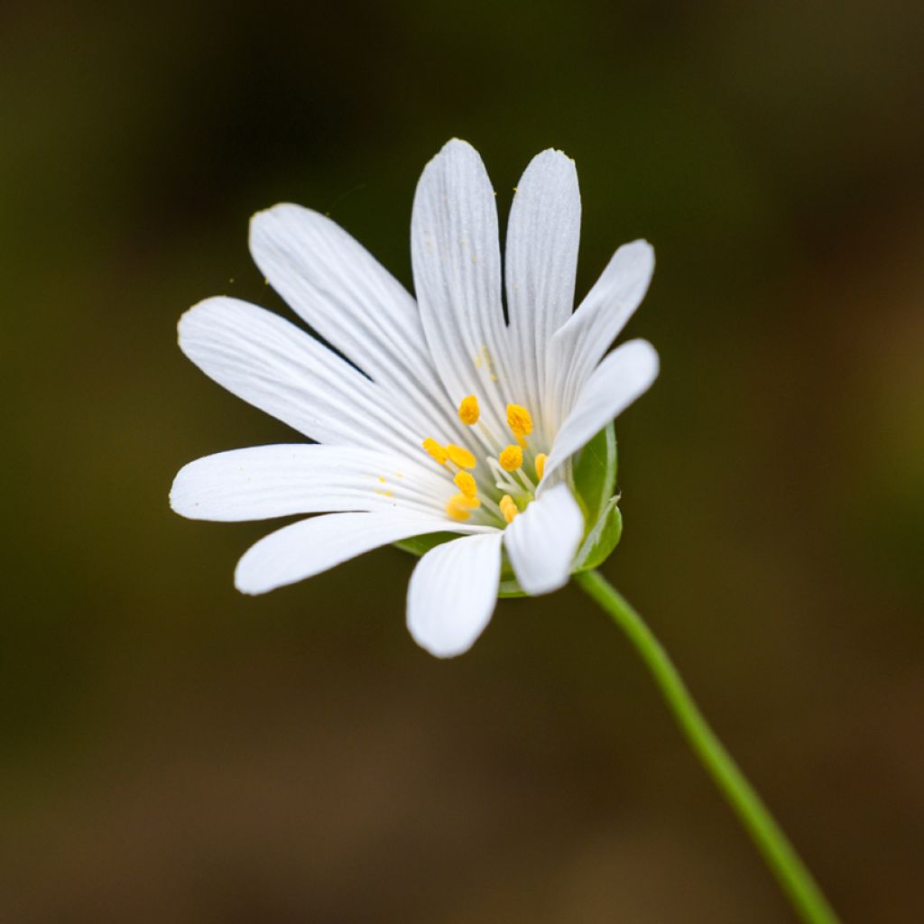 Stellaria holostea - Estrellada