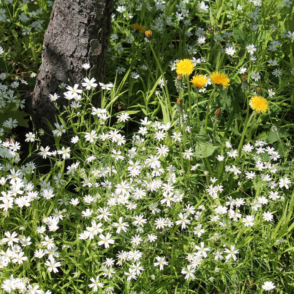 Stellaria holostea - Estrellada