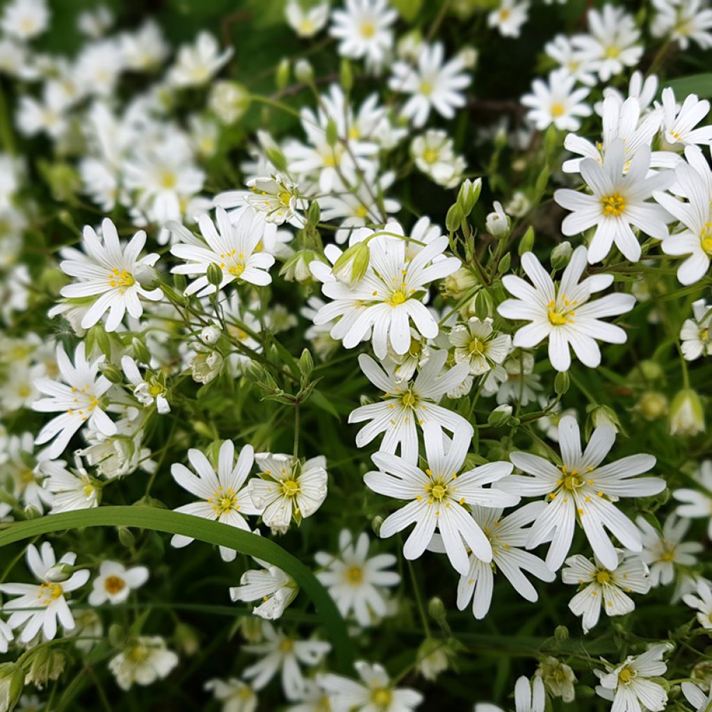 Stellaria holostea - Estrellada