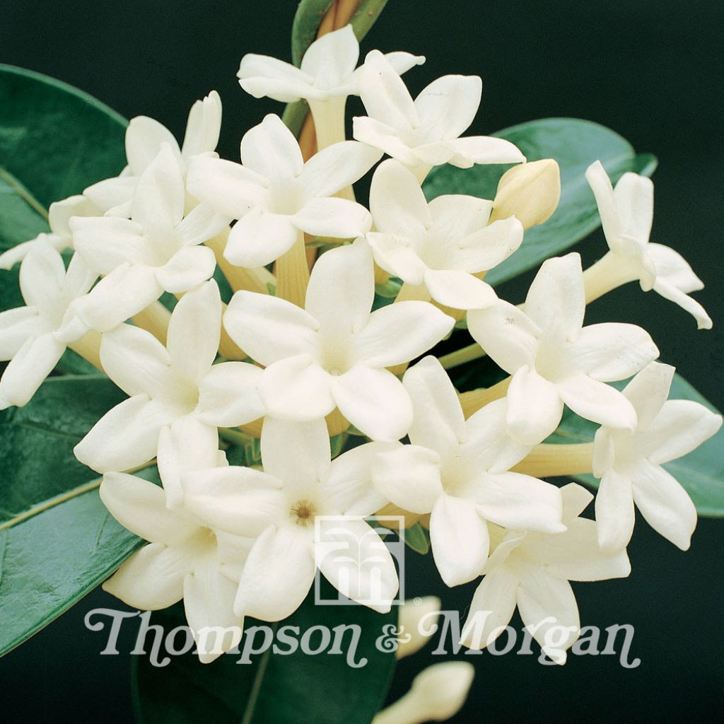 Stephanotis Floribunda 