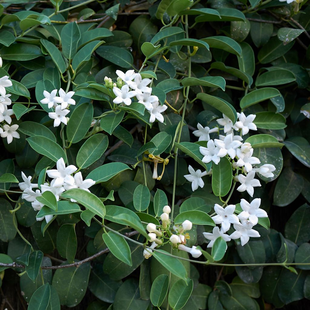 Stephanotis jasminoides - Jazmín de Madagascar