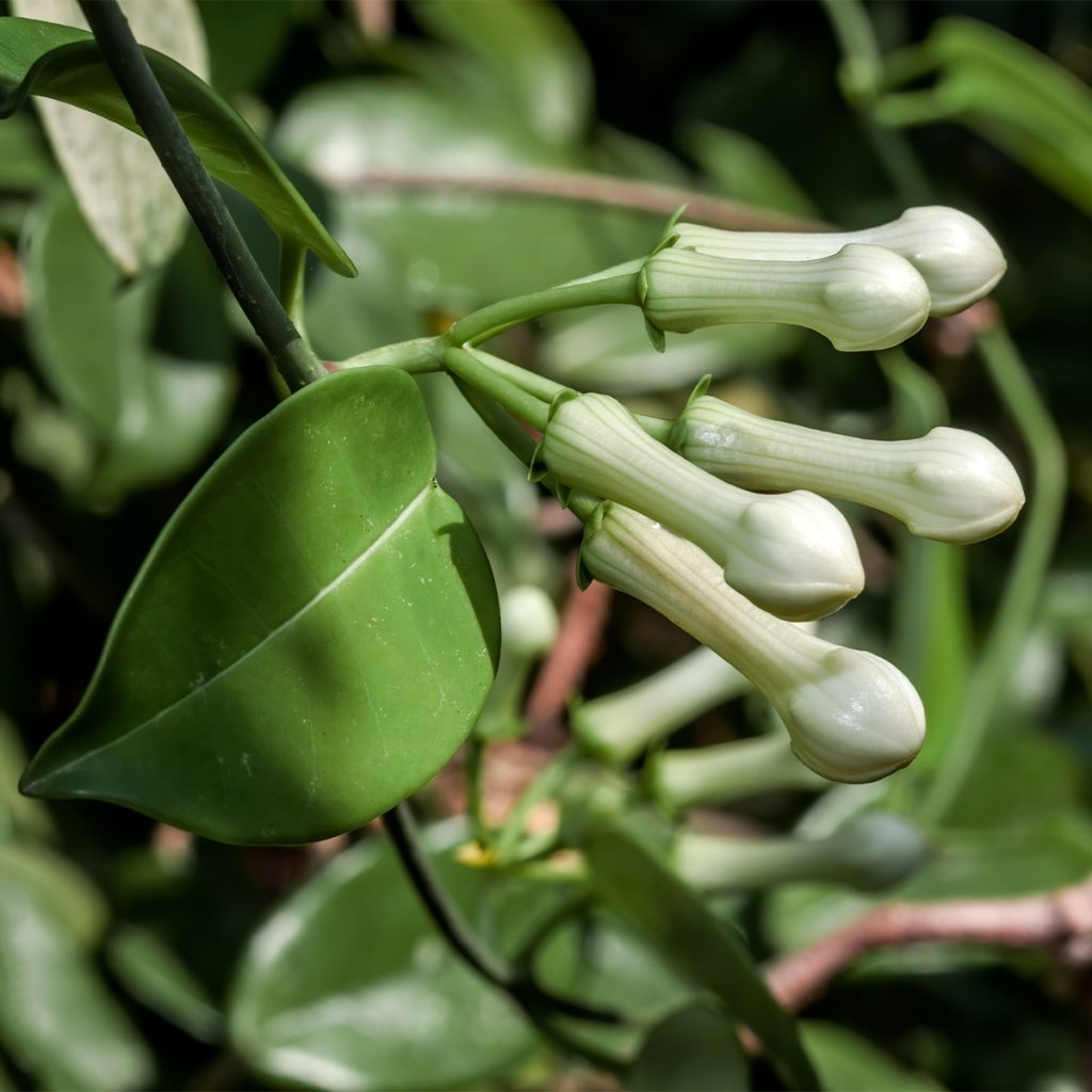 Stephanotis jasminoides - Jazmín de Madagascar