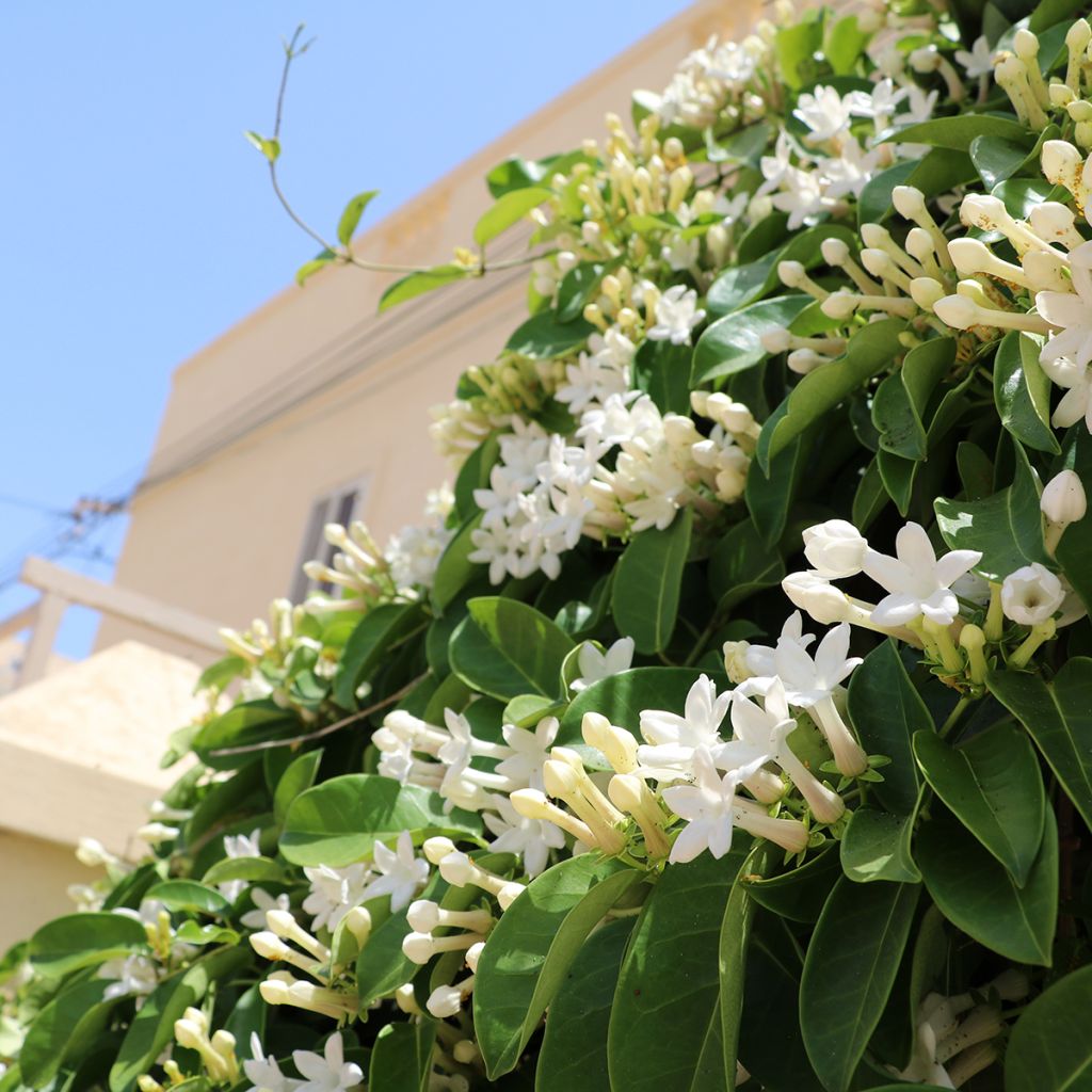 Stephanotis jasminoides - Jazmín de Madagascar