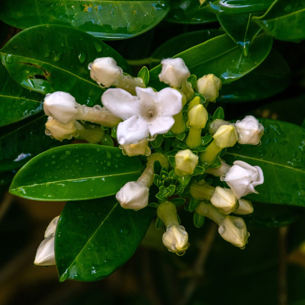 Stephanotis jasminoides - Jazmín de Madagascar