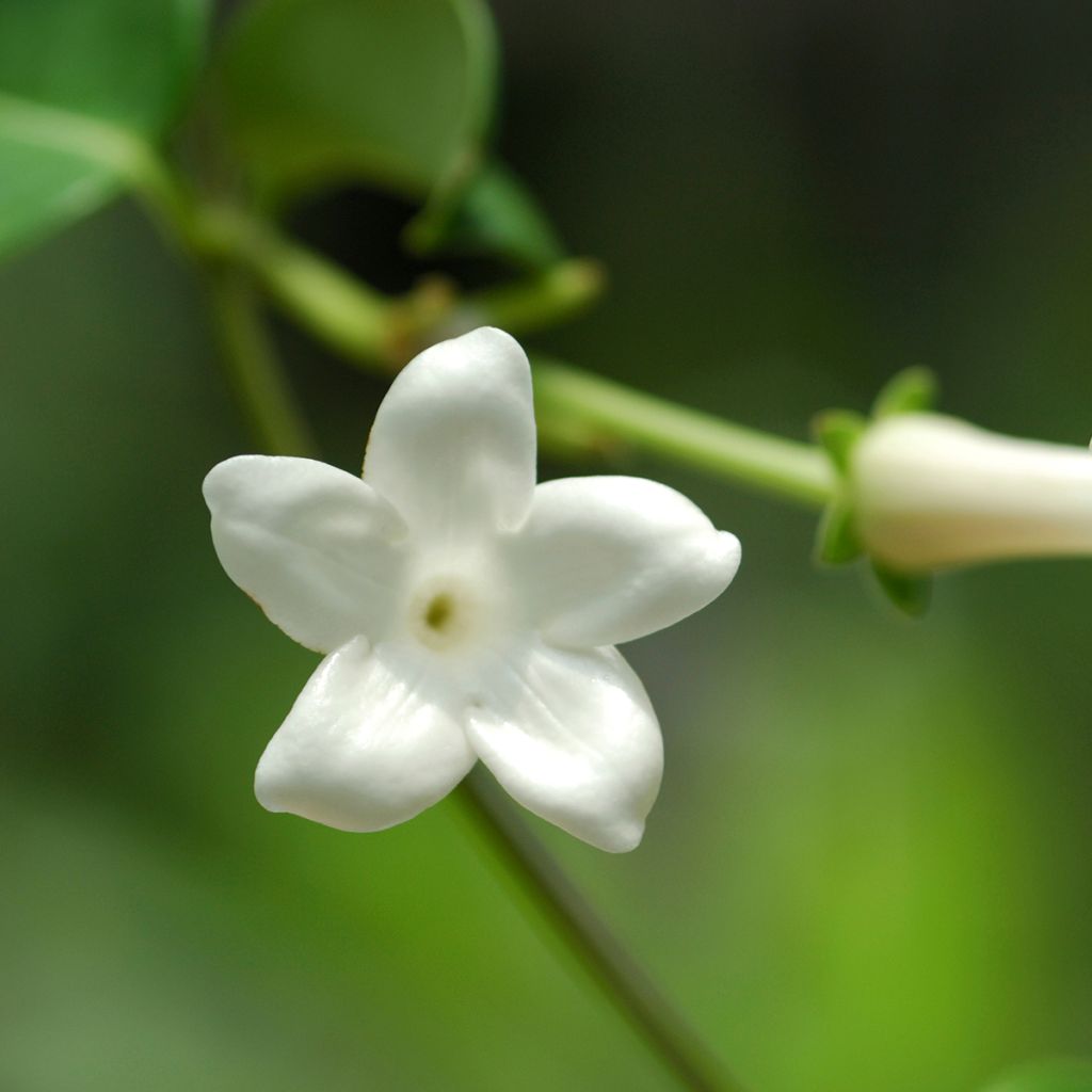 Stephanotis jasminoides - Jazmín de Madagascar