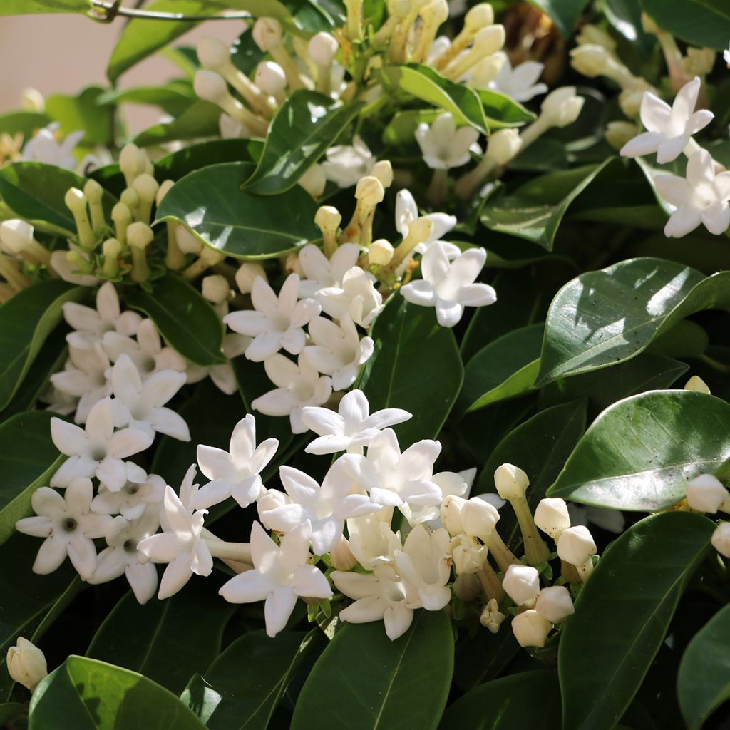 Stephanotis jasminoides - Jazmín de Madagascar