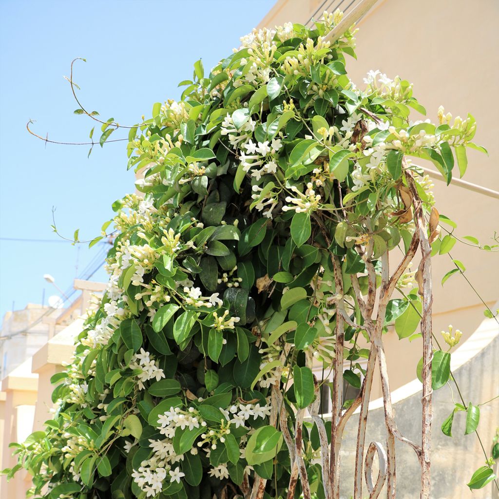 Stephanotis jasminoides - Jazmín de Madagascar