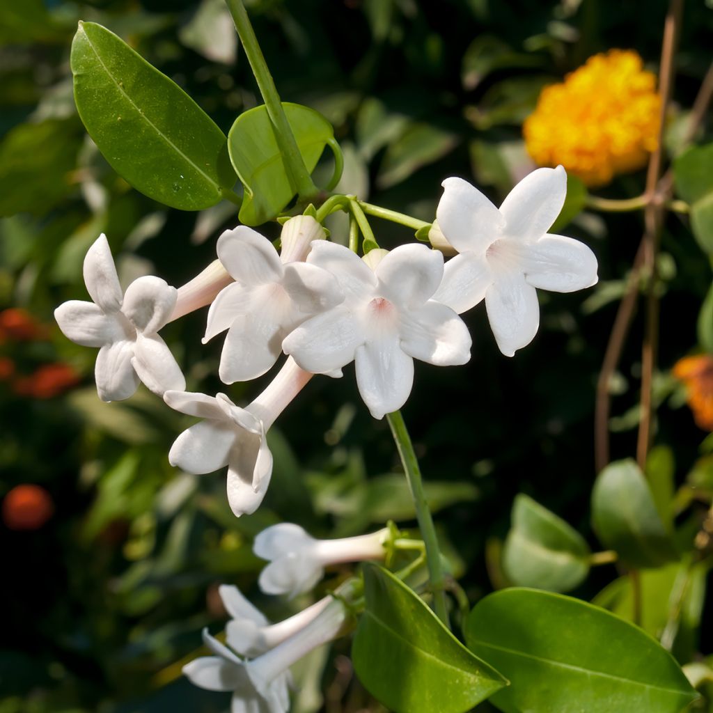 Stephanotis jasminoides - Jazmín de Madagascar