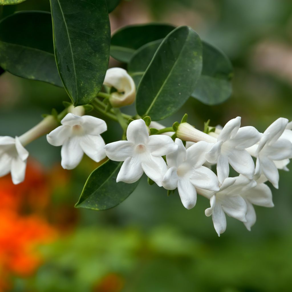 Stephanotis jasminoides - Jazmín de Madagascar