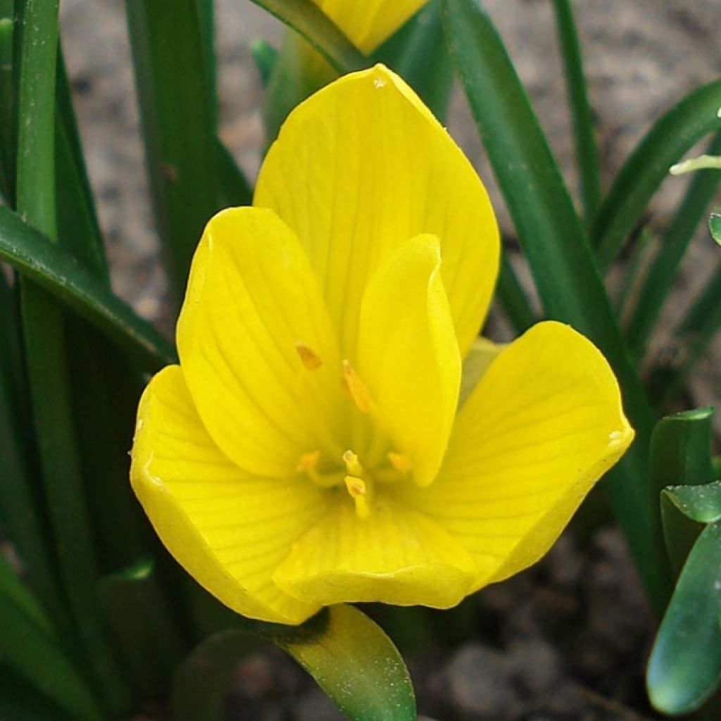 Sternbergia Lutea (faux crocus)