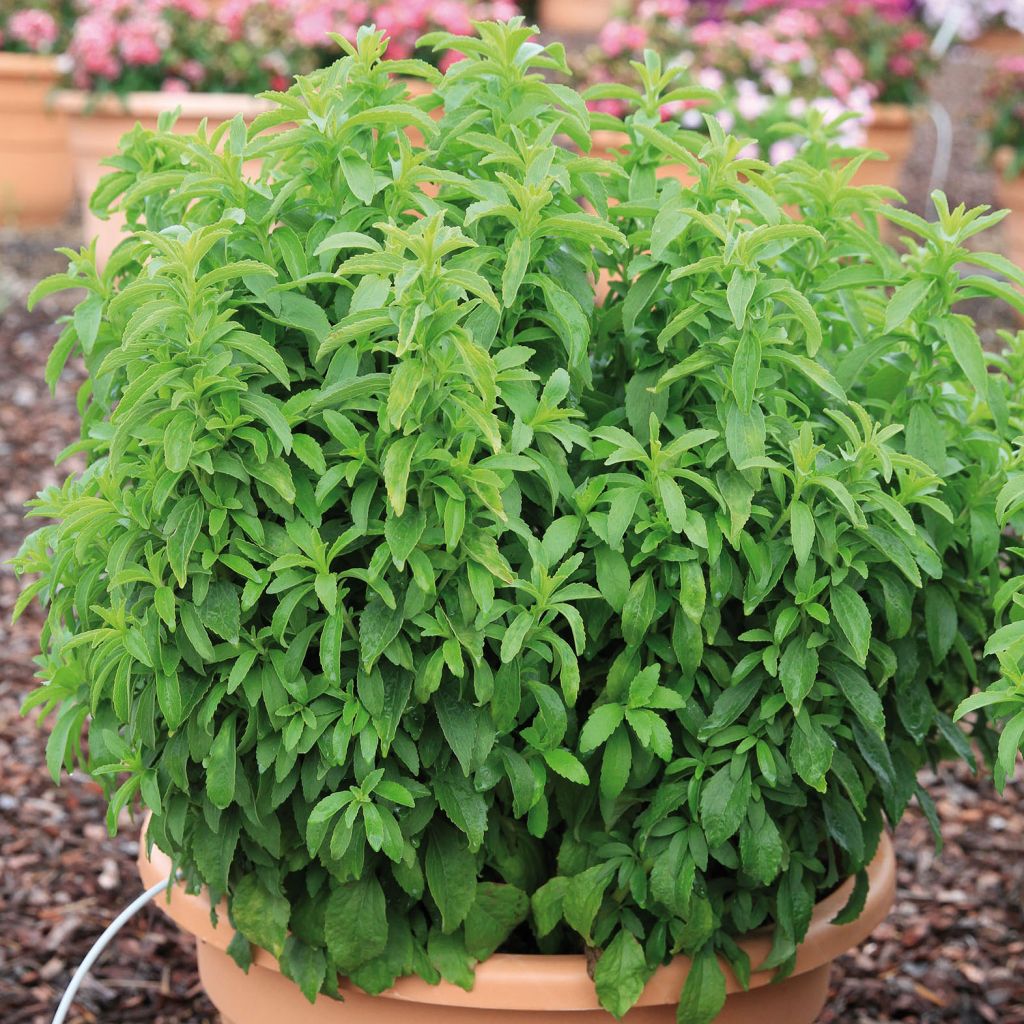 Stevia rebaudiana Sweet Honey BIO en plants - Plante à sucre