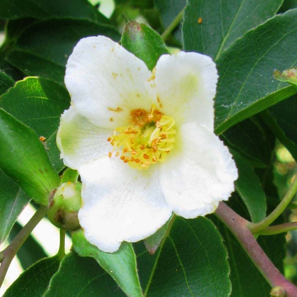 Stewartia monodelpha 