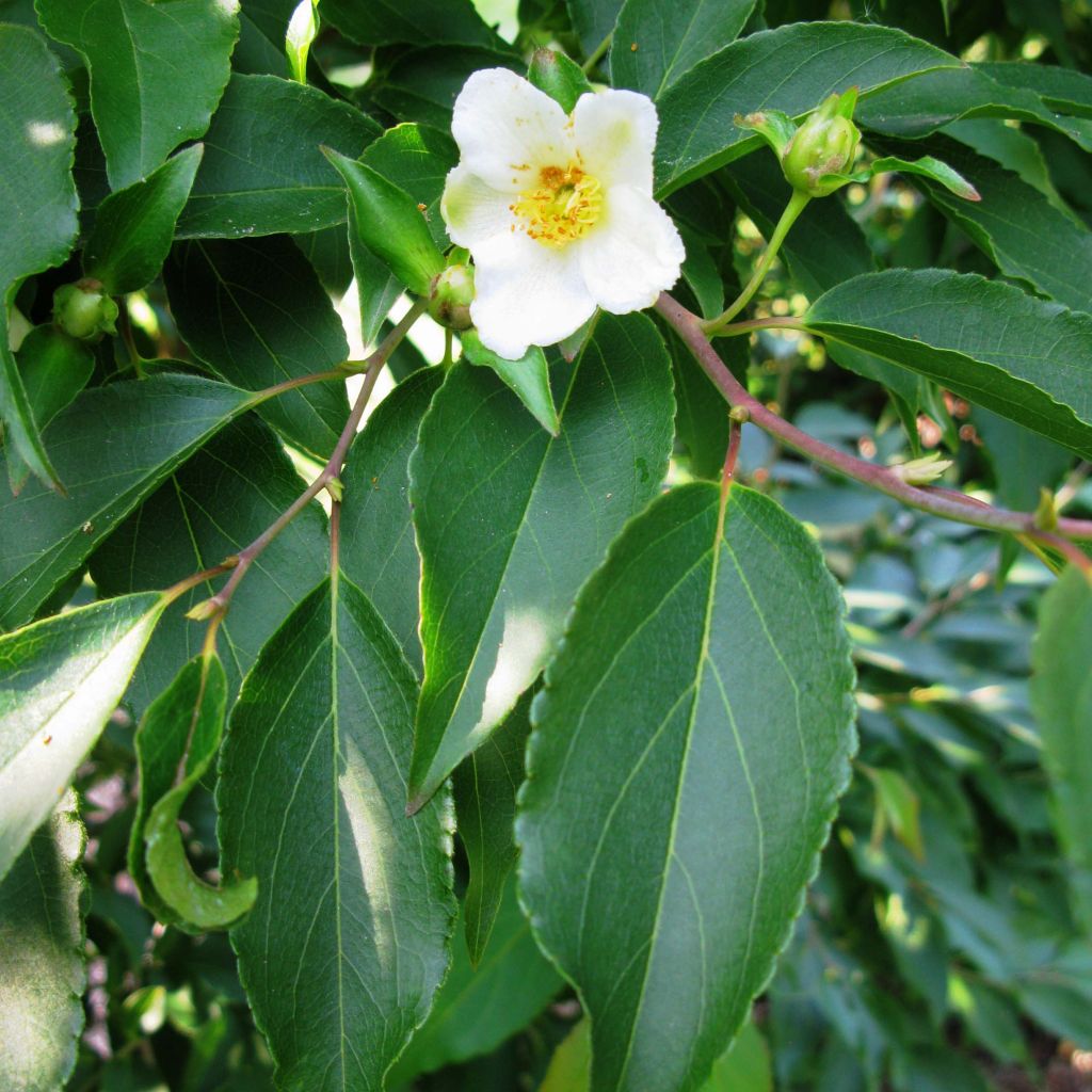 Stewartia monodelpha 