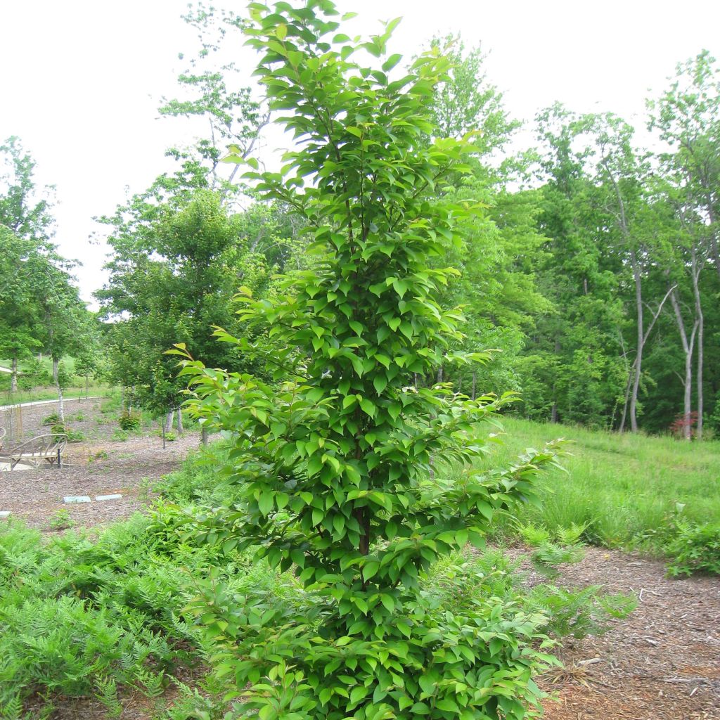 Stewartia monodelpha 