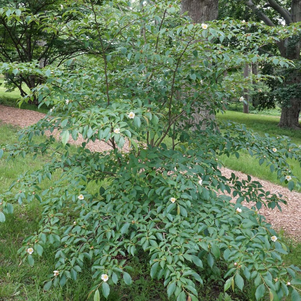 Stewartia rostrata