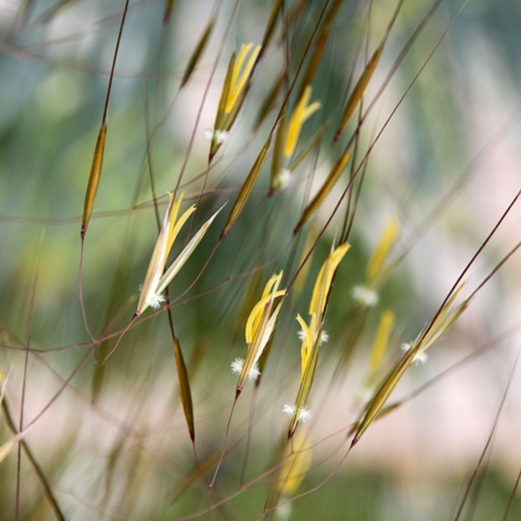 Stipa gigantea